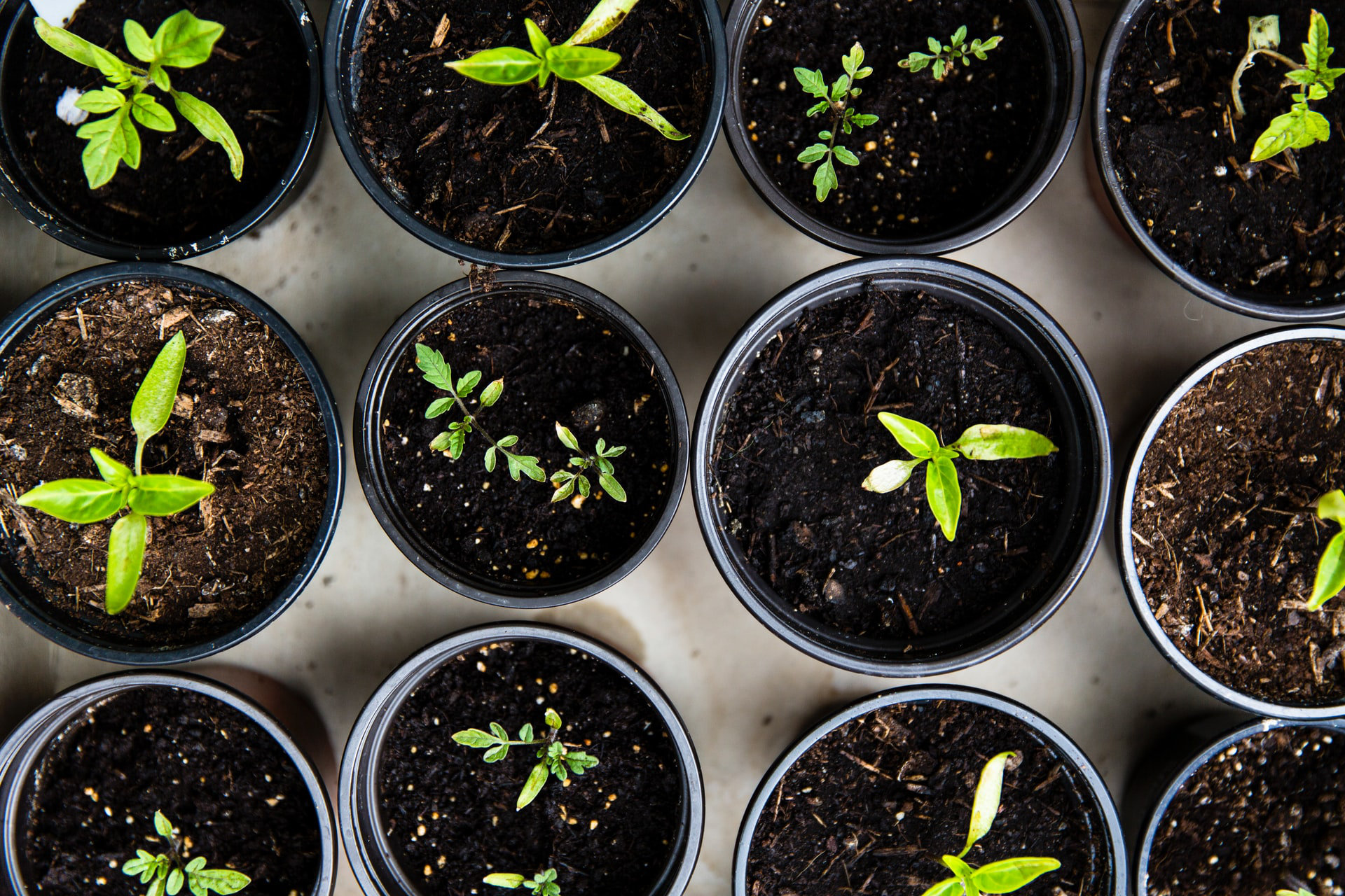 5 Herbs You Can Grow Indoors